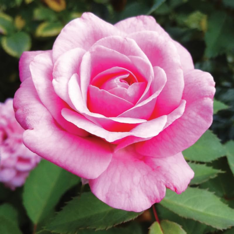 Rose Bush Live Plant, Fragrant Hybrid Tea Rose Flowers Well Rooted Plant, 6-10 Inc Tall, Climbing Rose Vine (Pink Rose Flower)