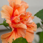 2 Double Peach Hibiscus Tree Live Plant, Hardy Hibiscus Plants Live, 8 to 11 Inches, Hibiscus Shrub Tree for Garden