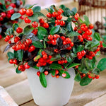 Gaultheria Cherry Live Plant, Teaberry Plants, Colorful Red Berries Plant for Winter, 4 to 7 Inch Tall