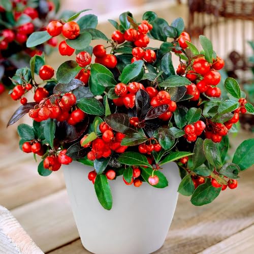 Gaultheria Cherry Live Plant, Teaberry Plants, Colorful Red Berries Plant for Winter, 4 to 7 Inch Tall