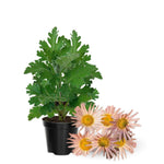Chrysanthemum Flower Plant, Apricot Mums Plant Live for Gardening, 5 to 7 Inc Tall Well Rooted Mum Live Plant