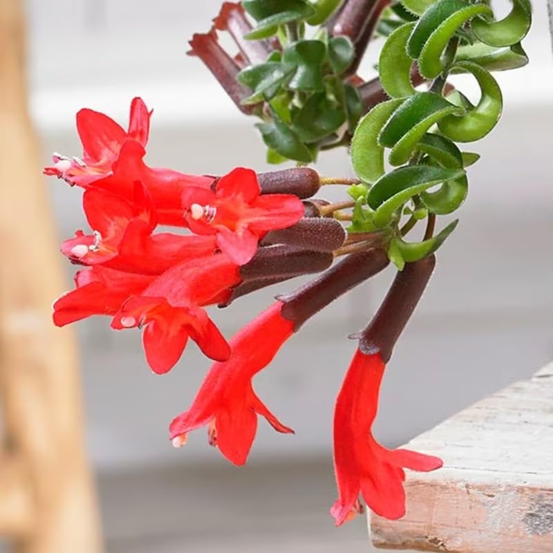 Twisted Lipstick Plant Live for Planting in 3 Inches Pot, Aeschynanthus Red Lipstick Live Plant to Grow
