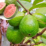 Guava Plant Live 4-8 Inch Tall, Sweet Tropical Guava Fruit Tree Seedling, Garden and Container Growing