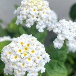 2 Lantana Plants Live, Lantana Live Plants for Planting Outdoors, Trailing Lantana Plants Live, 5 to 7 Inc Tall (White)