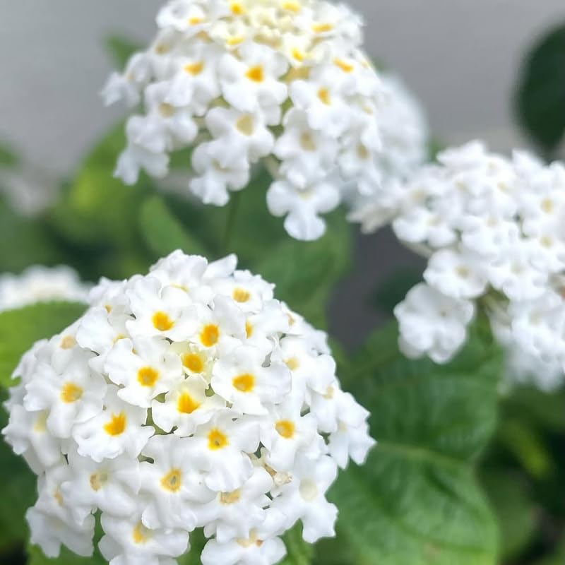 2 Lantana Plants Live, Lantana Live Plants for Planting Outdoors, Trailing Lantana Plants Live, 5 to 7 Inc Tall (White)