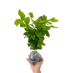 3 Cape Jasmine Plants Live, Frost Proof Gardenia Plants Live, 3 to 6 Inc Tall, Live Jasmine Plant, Gardenia Plant