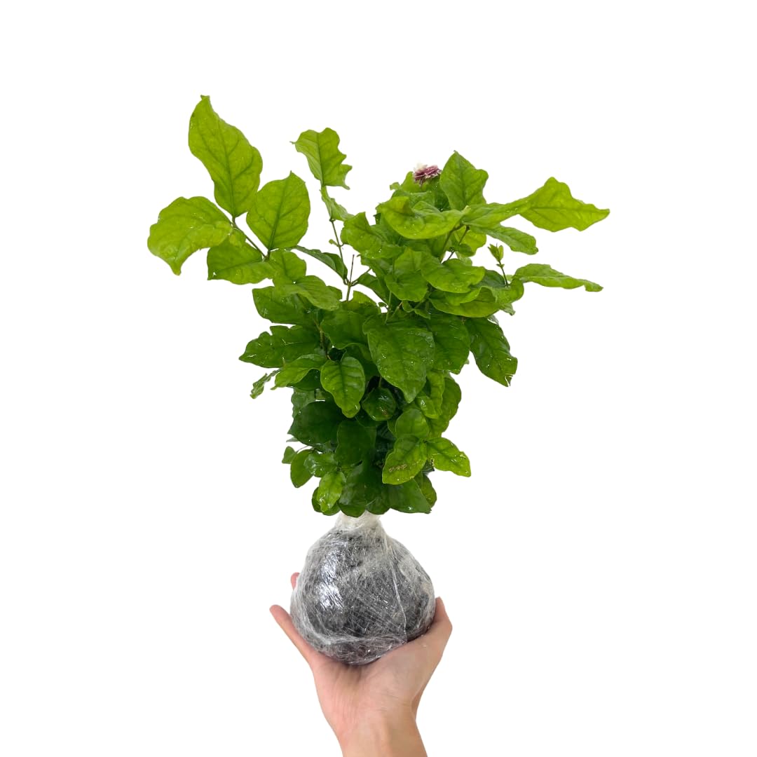 3 Cape Jasmine Plants Live, Frost Proof Gardenia Plants Live, 3 to 6 Inc Tall, Live Jasmine Plant, Gardenia Plant
