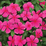 Pink Vinca Flower Live Plant in 4" Pot, Perennial Vinca Minor Periwinkle Flowering Plants for Trellis Décor Oranamental, Zones 9-11