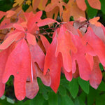 Set 5 of 1 Year Old Sassafras Tree Live Plant Bare Root, Fragrant, 12-18" Yellow Red Color in Fall, Seedling Sassafras Plants