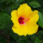 Hardy Hibiscus Plant Live, Yellow Hibiscus Tree Live Plant, 5 to 7 Inches Tall Live Plant, Perennial Hibiscus Flower Planting Outdoor Inside, Yellow Flower