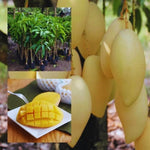 NAM Doc Mai Mango Tree Live Plant Grafted, 14 to 18 Inches Tall in Pot, Ready to Bear Fruit in 1 Year, Sweet Mango Tree for Planting