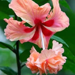 Hibiscus Plants Live, Hibiscus Plants Live, Easy to Plant, Hibiscus Tree Live Plant, Perennial Flower Tree, Peach Hibiscus