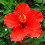 2 Red Hibiscus Tree Live Plant, Hardy Hibiscus Plants Live, 8 to 11 Inches, Hibiscus Shrub Tree for Garden