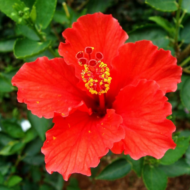 2 Red Hibiscus Tree Live Plant, Hardy Hibiscus Plants Live, 8 to 11 Inches, Hibiscus Shrub Tree for Garden
