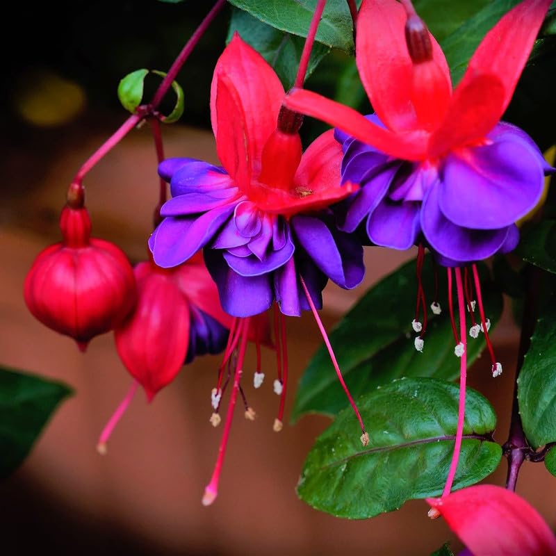 ELLA'S HOMES Fuchsia Plant Live, Pink Purple Flower Fuchsia Plant, 3 to 6 Inches Tall, Live Fuchsia Plant, Fuchsia Live Plant Indoor, Fuchsia Plant for Planting Outdoor