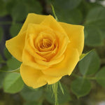 Tree Rose Live Plant 4 Inches Tall, Rose Bush Starter Plant, No Pot, Outdoor Garden Can Train As Climbing Roses (Sunrosa Yellow)