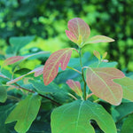 24"-30" Live Sassafras Tree Plant, Cold Hardy for Outdoor Garden, Zones 4-9, Well-Rooted Plant in Pot