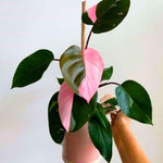 Pink Philodendron Plant Live, Rare Tropical Variegated Live Indoor Houseplant, Starter Plants No Pot, 5-9" in Tall
