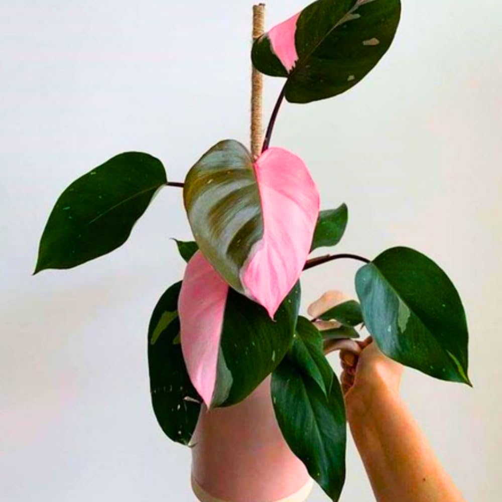 Pink Philodendron Plant Live, Rare Tropical Variegated Live Indoor Houseplant, Starter Plants No Pot, 5-9" in Tall
