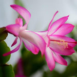 Christmas Cactus Plants Live, Thanksgiving Cactus Easter Cactus Like, 4-8 Inc Tall, Cold Hardy, Holiday Cactus for Indoor Outdoor Planting, Starter Size (Pink)
