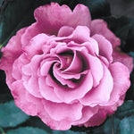 Rose Bush Live Plant for Gardening, Hardy Fragrant Rose Flower Plant, 5 to 10 Inch Tall, Ideal for Outdoor Planting (Purple Rose)
