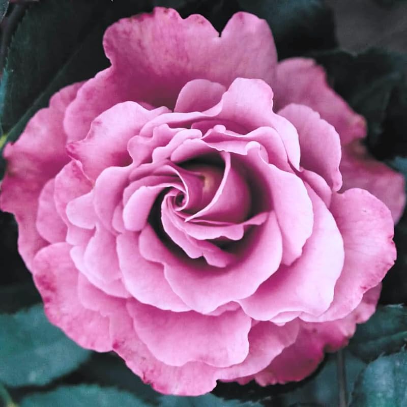 Rose Bush Live Plant for Gardening, Hardy Fragrant Rose Flower Plant, 5 to 10 Inch Tall, Ideal for Outdoor Planting (Purple Rose)