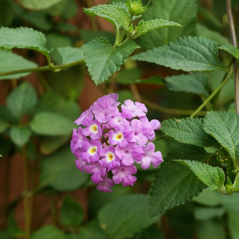 2 Purple Lantana Plants Live, Colorful Perennial, Long-Blooming and Very Hardy, Size 5 to 12 Inches in Tall, Well-Rooted, Outdoor Planting