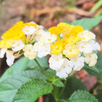 4 Colorful Perennial Lantana Trees Live Plants, Yellow White Blooms, Hardy and Long Blooming Seasons, Fragrant, 5-10" in Tall, Full Sun Growing
