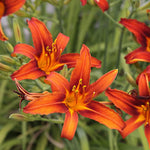 Set 10 Orange Daylily Bulbs for Planting, Hardy Perennial Lily Roots for Colorful Summer Blooms