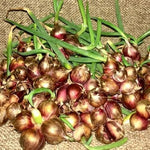 3 Walking Onion Plants Live, Cold Hardy and Perennial, Easy-to-Grow Vegetable Spring Planting, 7 Months Old