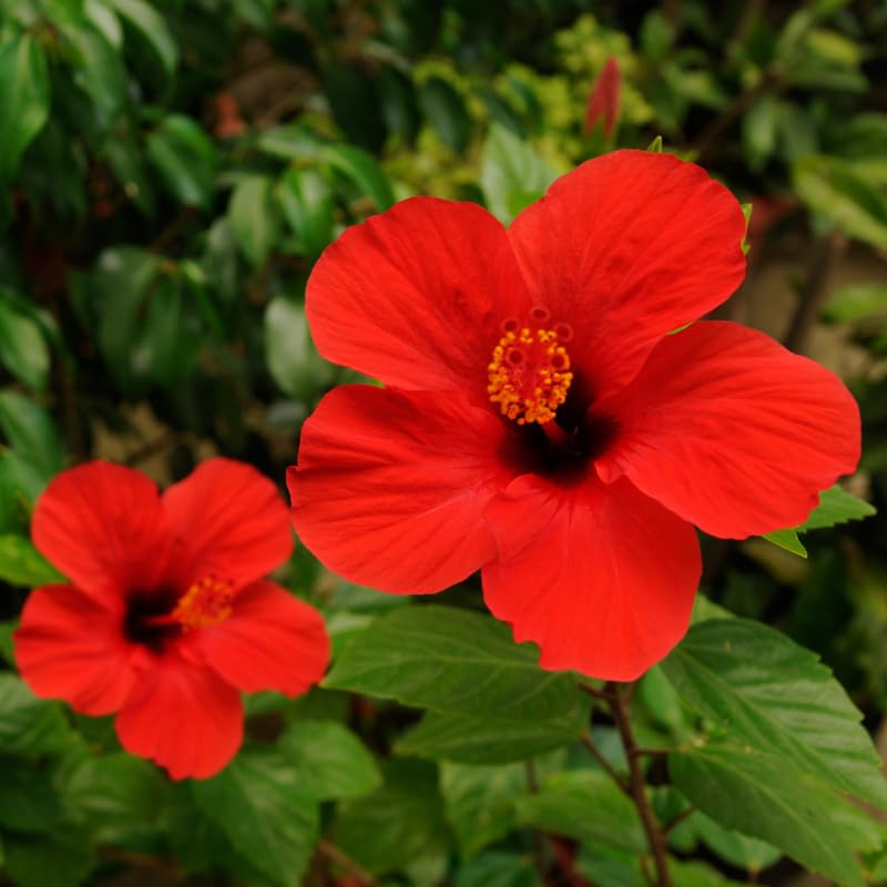 2 Red Hibiscus Tree Live Plant, Hardy Hibiscus Plants Live, 8 to 11 Inches, Hibiscus Shrub Tree for Garden