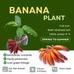 Red Banana Plant Live, 4-6" Tall Well-Rooted for Indoor Tropical Displays, Cold Hardy Banana Fruit Tree