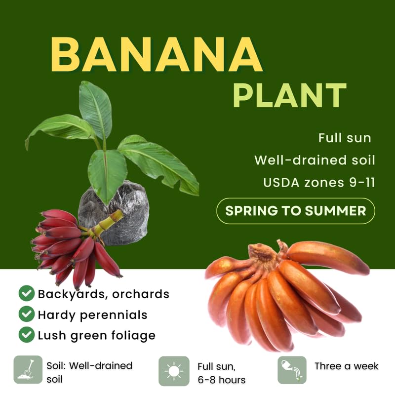 Red Banana Plant Live, 4-6" Tall Well-Rooted for Indoor Tropical Displays, Cold Hardy Banana Fruit Tree