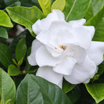 3 Gardenia Plants Live, Jasmine Plants Live Indoor, 5 to 7 Inc Tall, Frost Proof Gardenia Live Plant, Flowering Jasmine Plant