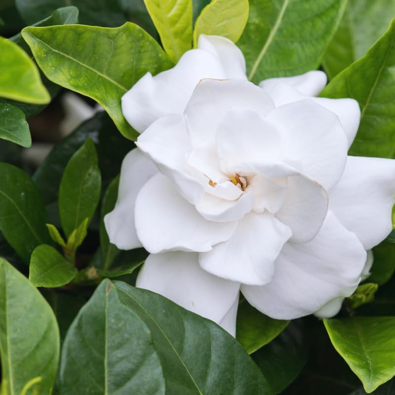 3 Gardenia Plants Live, Jasmine Plants Live Indoor, 5 to 7 Inc Tall, Frost Proof Gardenia Live Plant, Flowering Jasmine Plant