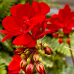 Pack 5 Cuttings Red Geranium Plant, 8-10" Unrooted Cutting, Geranium Plant Cutting for Planting Outdoor Garden