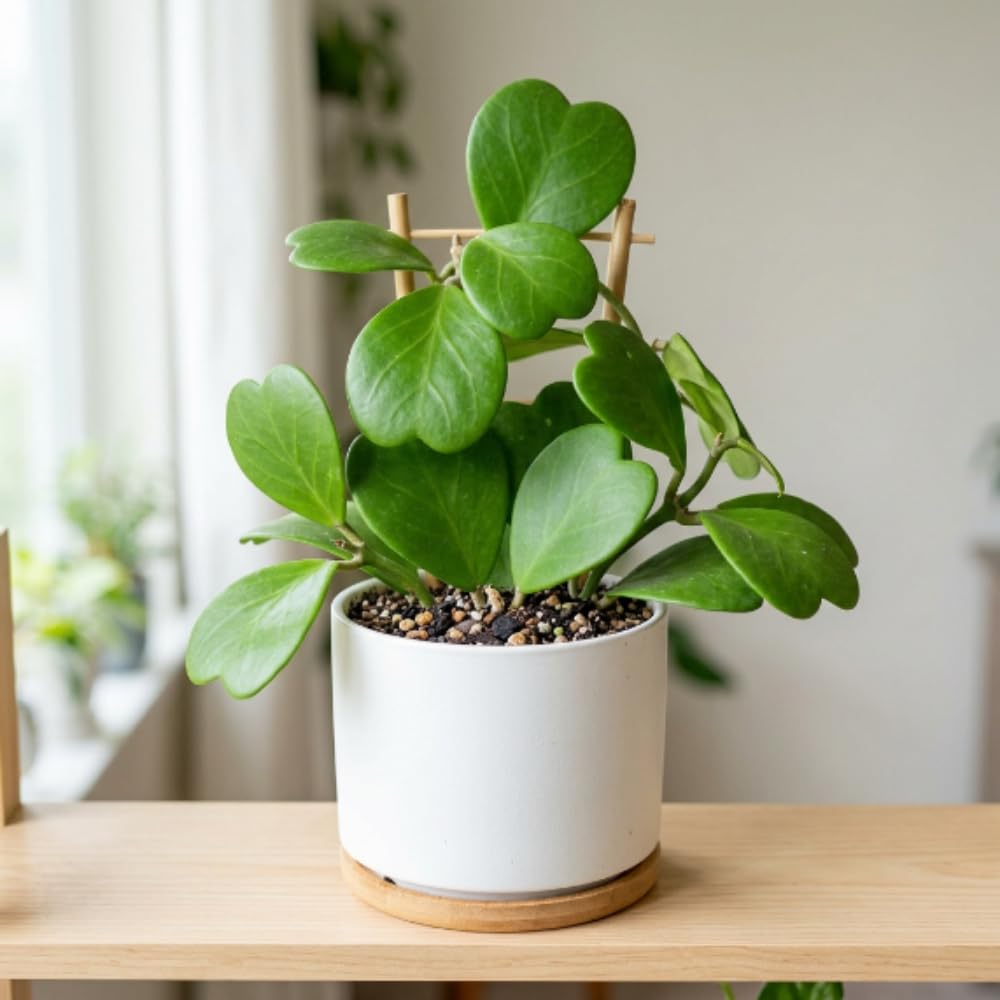 Kerrii Hoya Plant Live, Hoya Heart Plant Live, 3-5 Inc Tall, Easy Care Houseplant for Home and Office Decoration