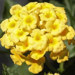 2 Trailing Yellow Lantana Plants Live, Colorful Perennial, Long-Blooming and Very Hardy, Size 5 to 12 Inches in Tall, Well-Rooted, Outdoor Planting