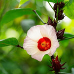 2 Sabdariffa Red Roselle Hibiscus Plants Live in 4 Inch Pot, Red Sorrel Jamaica Live Plant 4-7 Inch Tall, Roselle Hibiscus Flowers