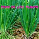 3 Onion Live Plants Tree Egyptian Walking Onions, Not Bulbs, Walking Onions Live Plant for Planting Outdoors, Second Year Plant