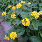 3 Trailing Lantana Plants Live, 5 to 7 Inc Tall, Yellow Lantana Live Plants for Planting Outdoors Flower Gardening