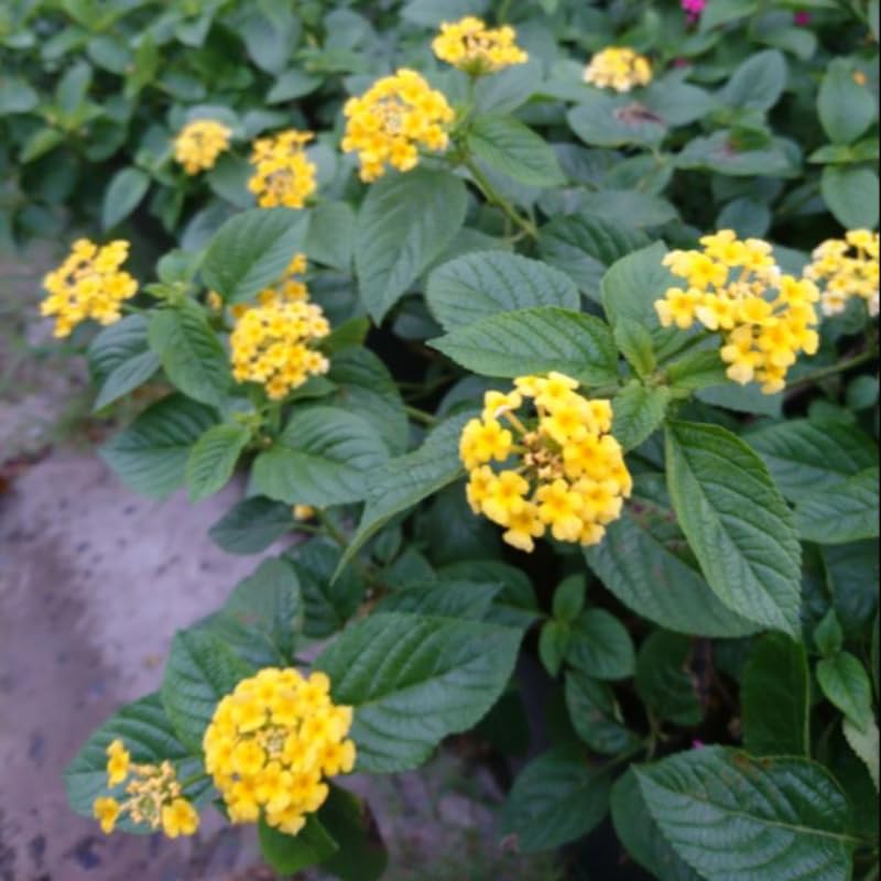 3 Trailing Lantana Plants Live, 5 to 7 Inc Tall, Yellow Lantana Live Plants for Planting Outdoors Flower Gardening