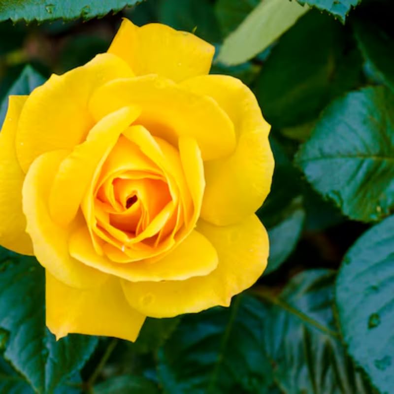 Tree Rose Live Plant 4 Inches Tall, Rose Bush Starter Plant, No Pot, Outdoor Garden Can Train As Climbing Roses (Sunrosa Yellow)