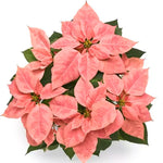 2 Poinsettia Plants Live, Peach Poinsettia Flowers Christmas Decorations, Holiday Houseplant, Poinsettias Trees Plants, No Pot, 5-9" Tall