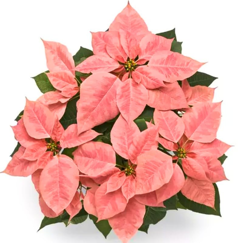 2 Poinsettia Plants Live, Peach Poinsettia Flowers Christmas Decorations, Holiday Houseplant, Poinsettias Trees Plants, No Pot, 5-9" Tall