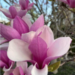 02 Jane Magnolia Tree Live Plant in 2.5" Pot, 1 Year Old Well-Rooted Tree, Cold Hardy, Magnolia Shrub for Spring Planting, Fast-Growing