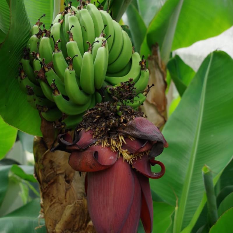 Dwarf Cavendish Banana Tree Live Plant, Edible Fruit, 4-6" Tall
