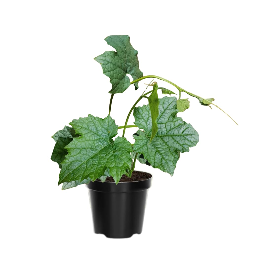 Luffa Plants Live, 2 Luffa Gourd Live Plant, 3 to 5 Inches Tall, Loofah Gourd Plants for Growing Indoor Outdoor, 4 Inches Pot