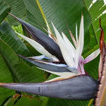 White Bird of Paradise Plant Live, 8 to 12 Inches Tall, Bird of Paradise Live Plant, Tropical Plants Outdoor