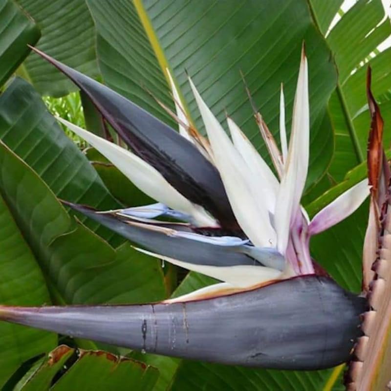White Bird of Paradise Plant Live, 8 to 12 Inches Tall, Bird of Paradise Live Plant, Tropical Plants Outdoor